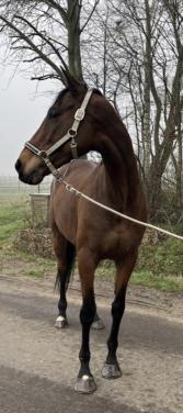 Brave en lieve merrie