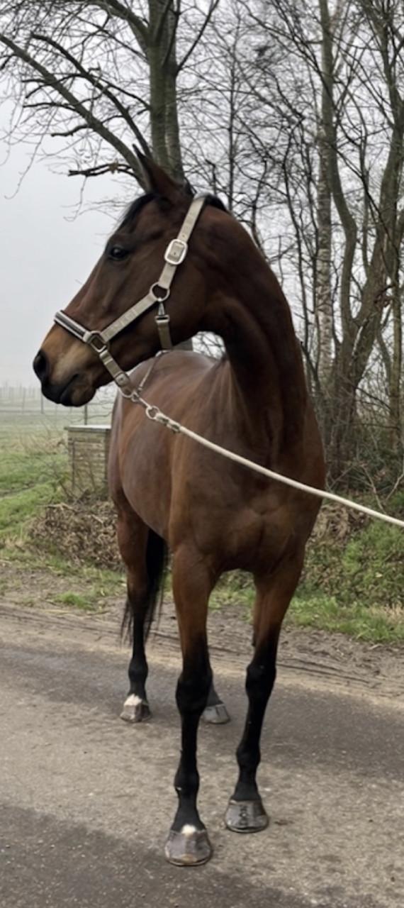 Brave en lieve merrie