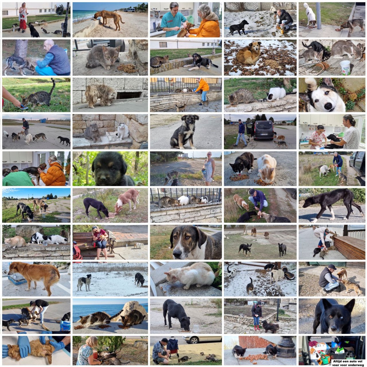 Hond zoekt baasje