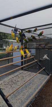 Gezocht, allerlei volierevogels