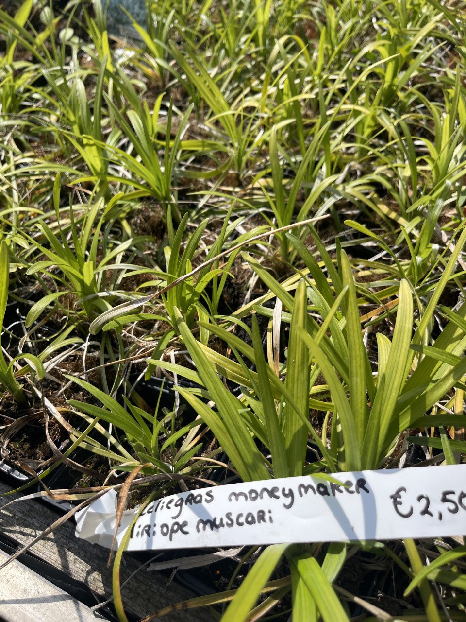 Diverse soorten (jonge siergrassen)
