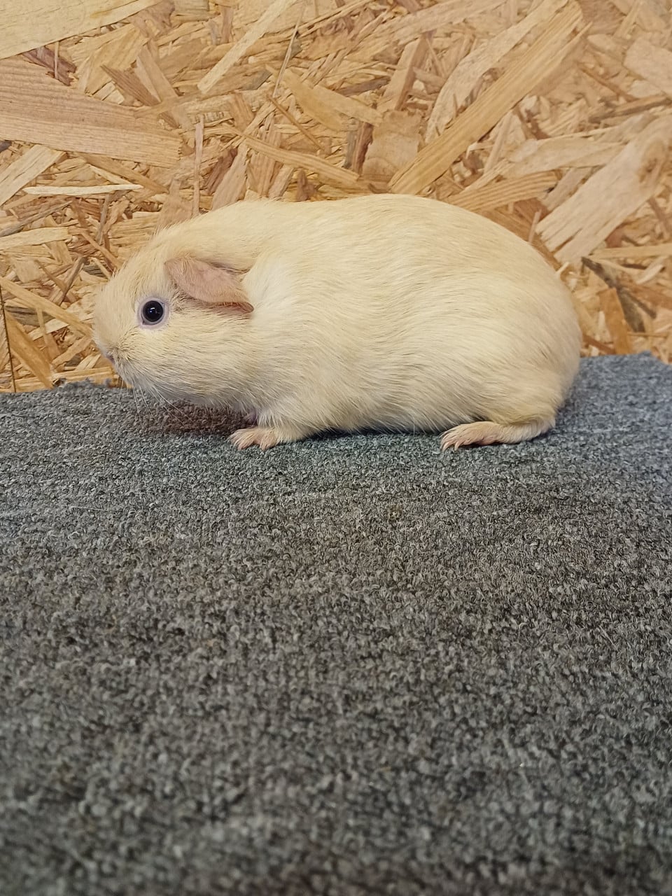 Leuke cavia's zoeken een nieuw huisje.