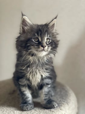 Maine Coon xxl kittens