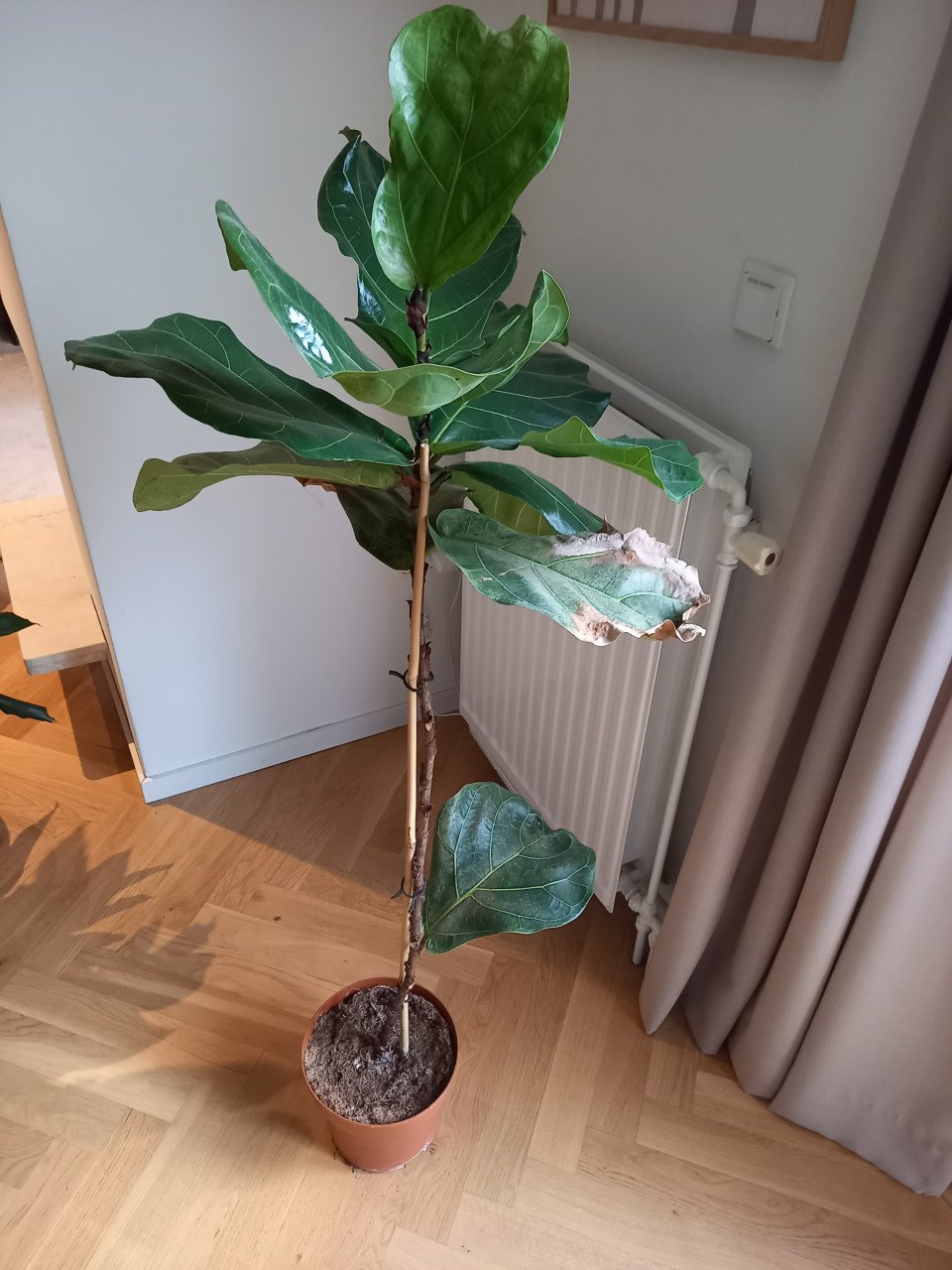 Kamerplant