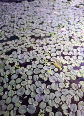 Salvinia Minima/Kleine Vlotvaren