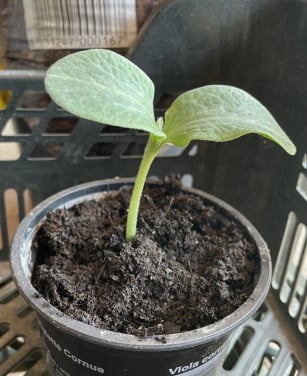 Pompoen plantjes
