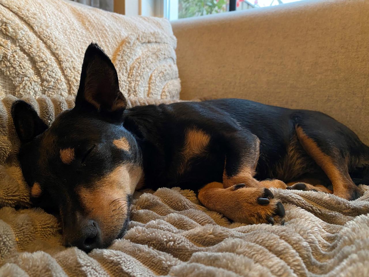 Hondenoppas voor lieve Jack Russell(mix) gezocht!