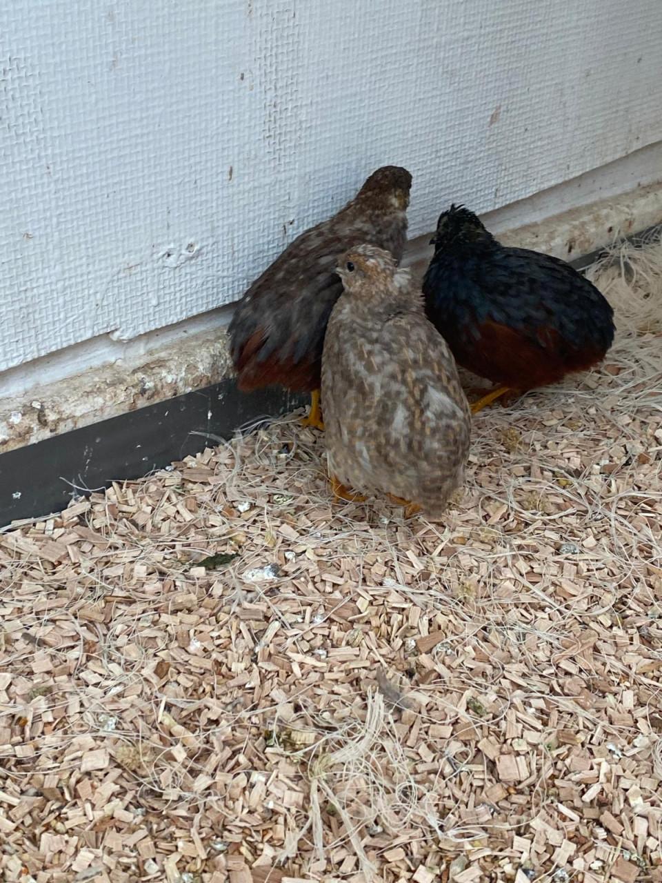 Jonge Dwerg kwartels