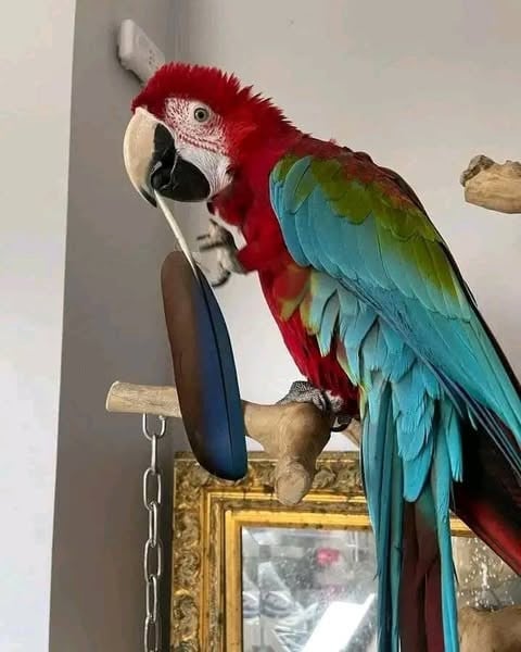 Very Active Green-winged Macaw parrot available