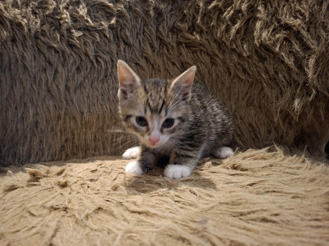 Kittens