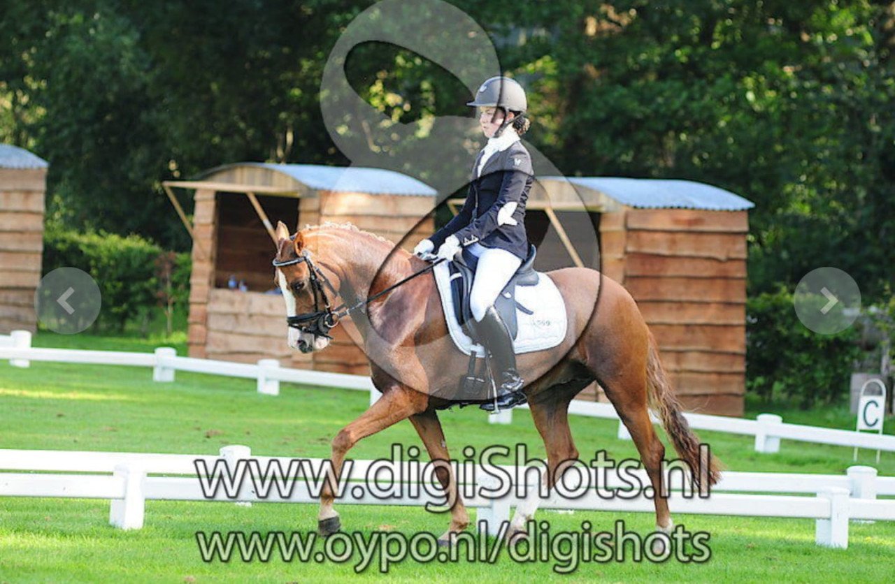 Recreatie/fokmerrie D-pony