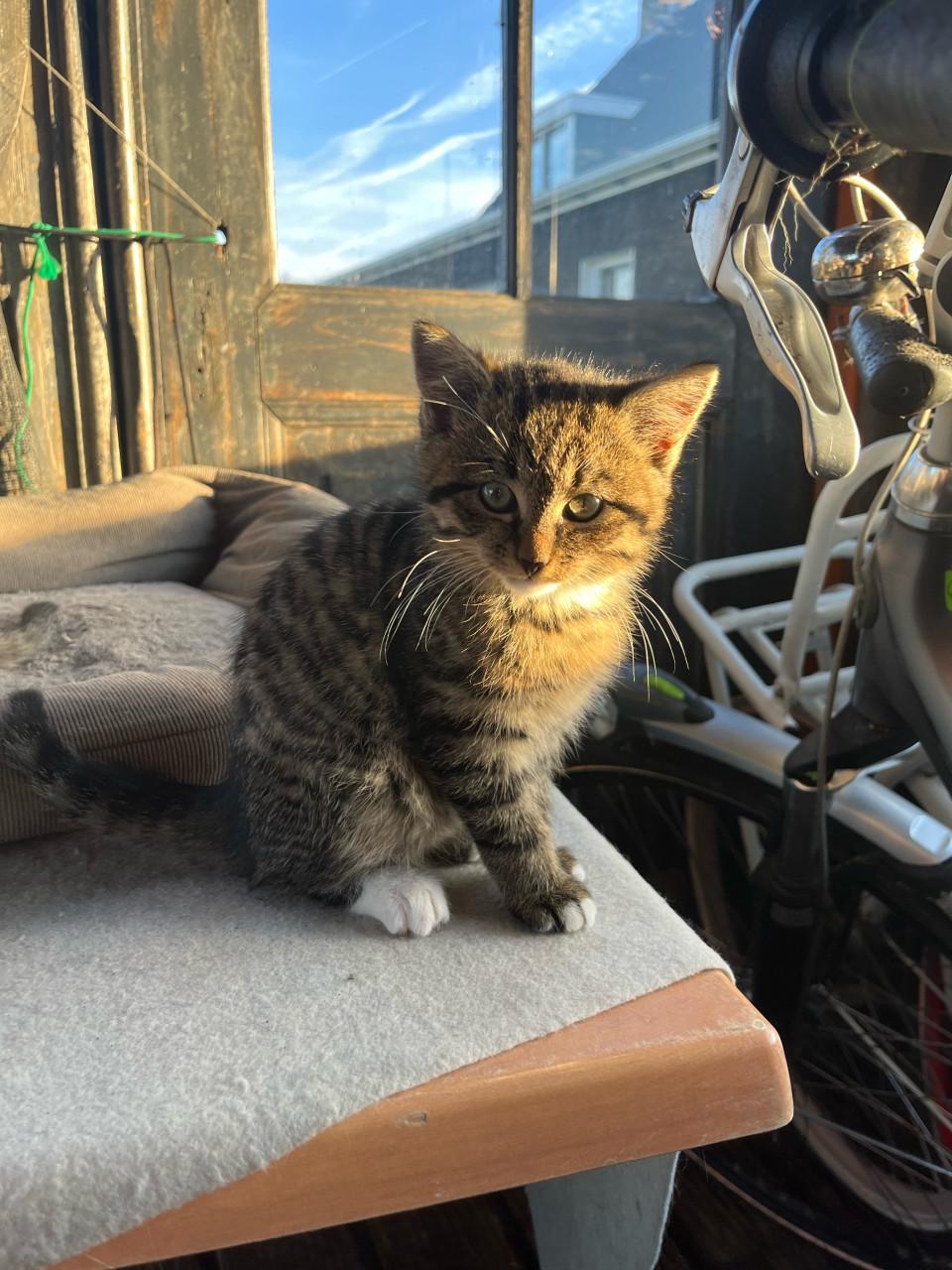 Lieve kittens te koop (gechipt en geent)