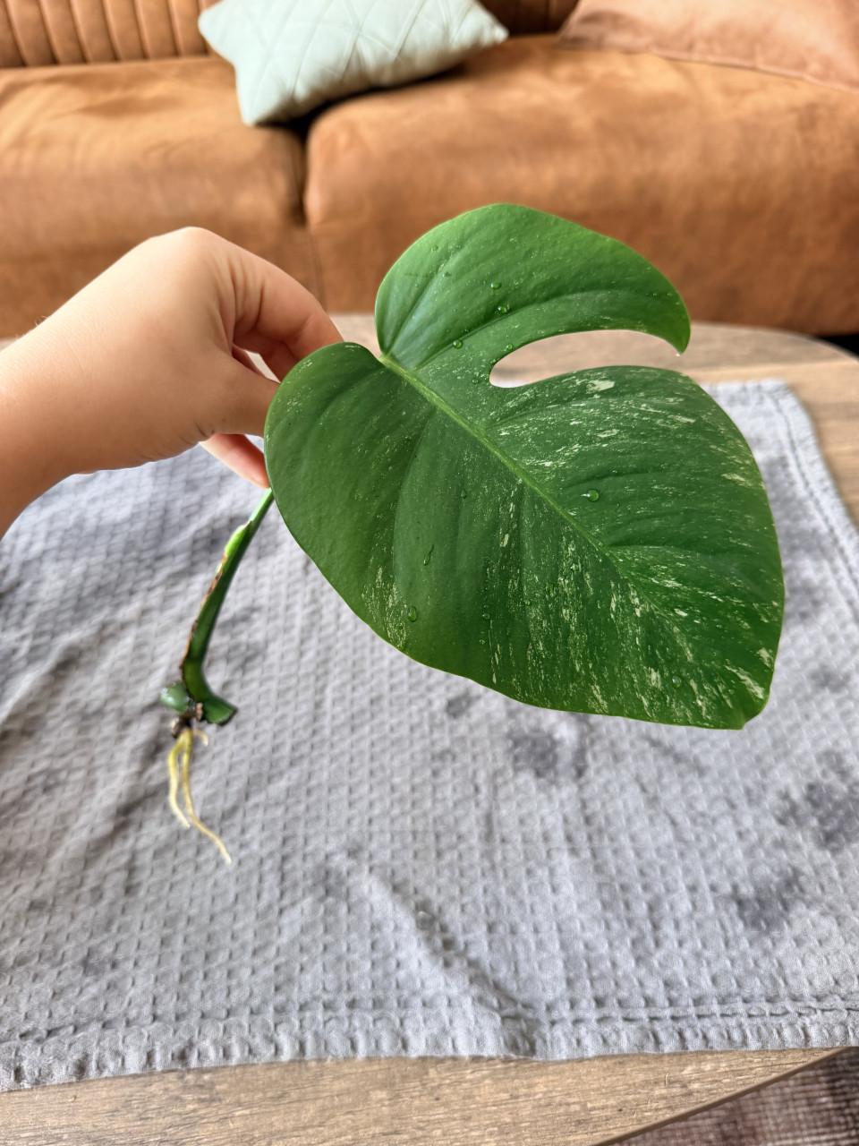 Monstera Deliciosa Variegata stekjes goed geworteld
