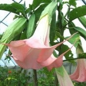 Brugmansia gevraagd