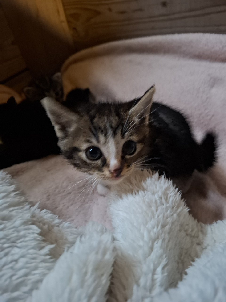 Kittens