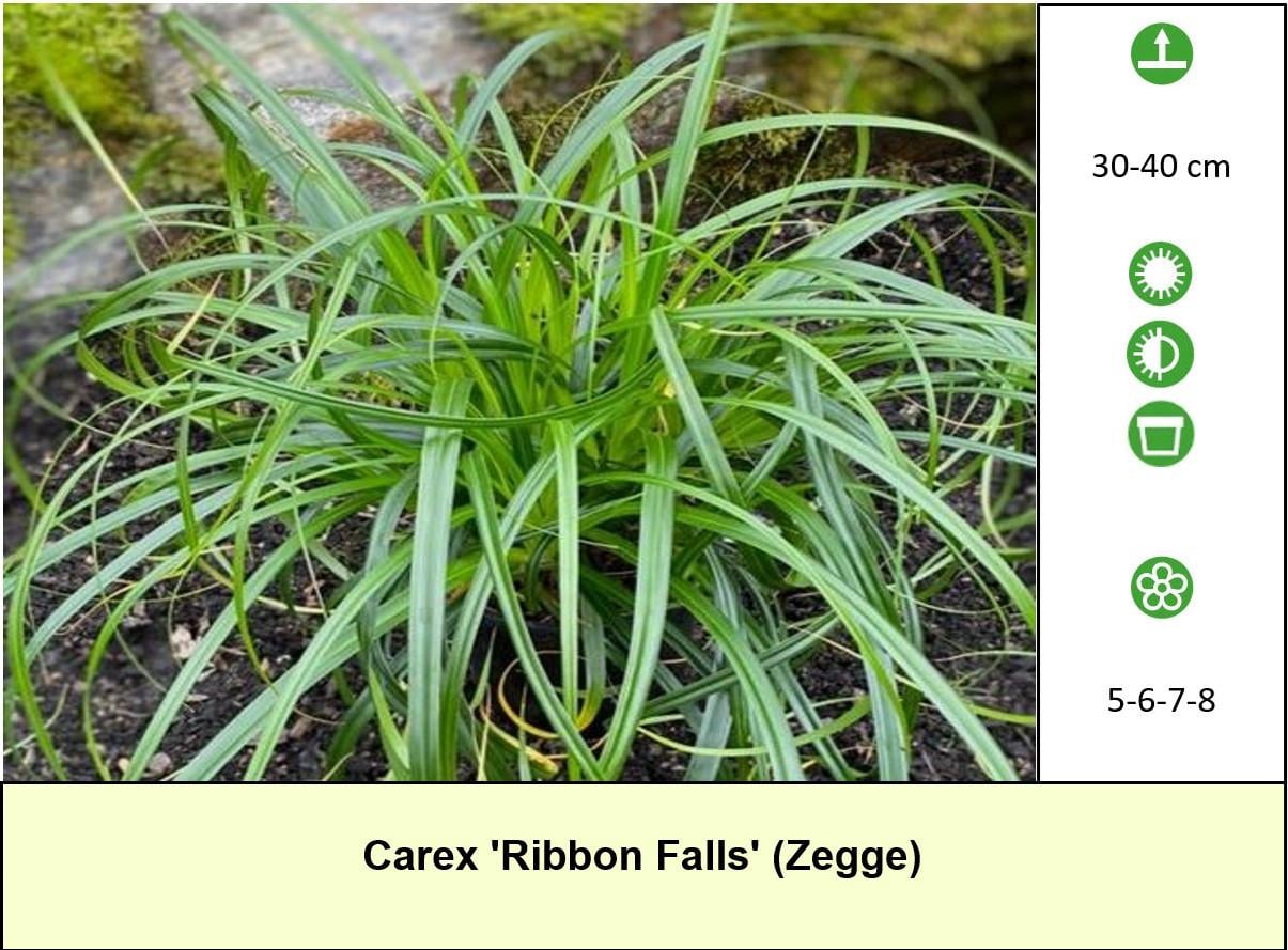 Bijen,- vlinder,- en vaste planten: in ons kraampje slechts € 1,25 p/st.