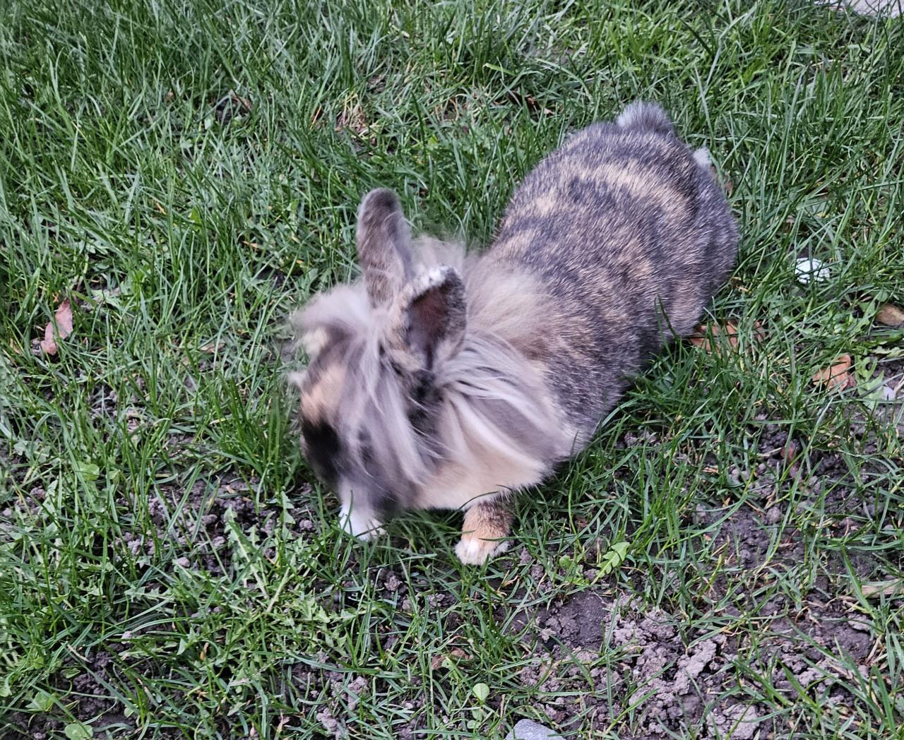 Mooi Leeuwkop Konijn Gratis