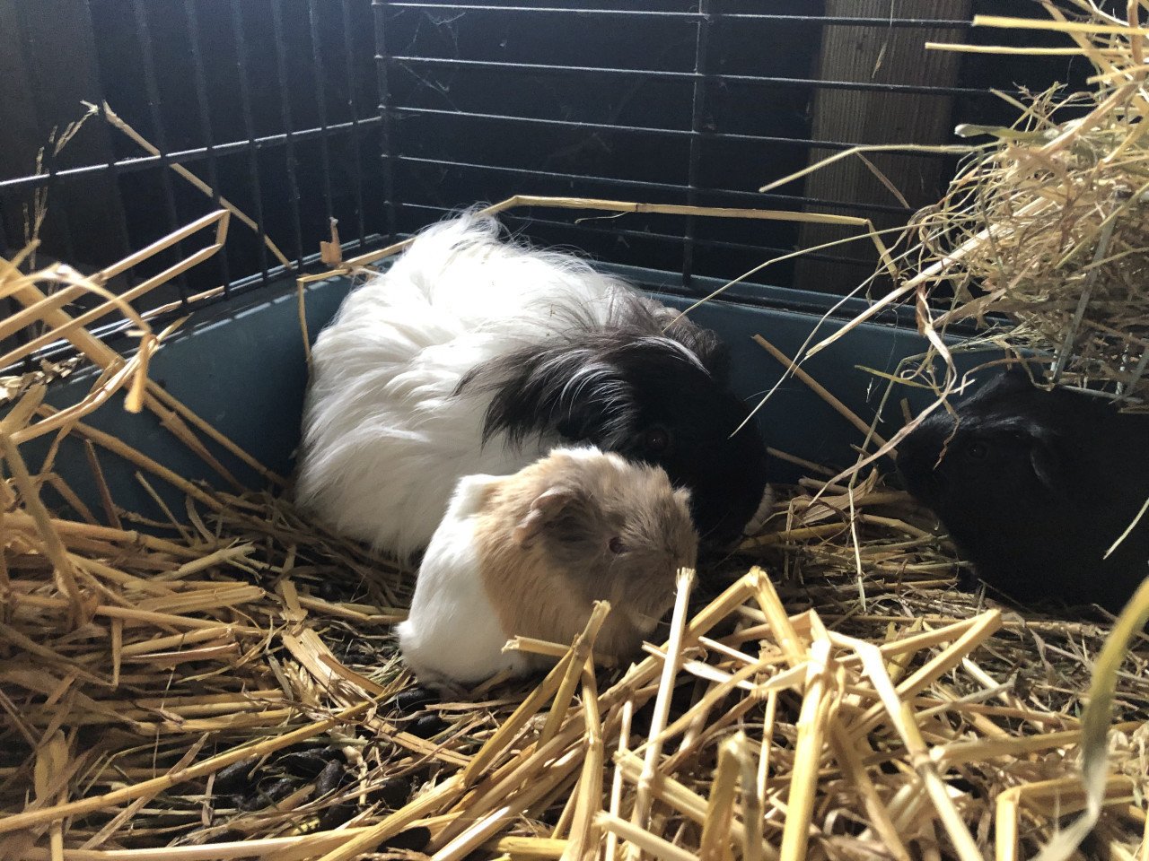 Baby cavia’s, speciale kleurtjes!!