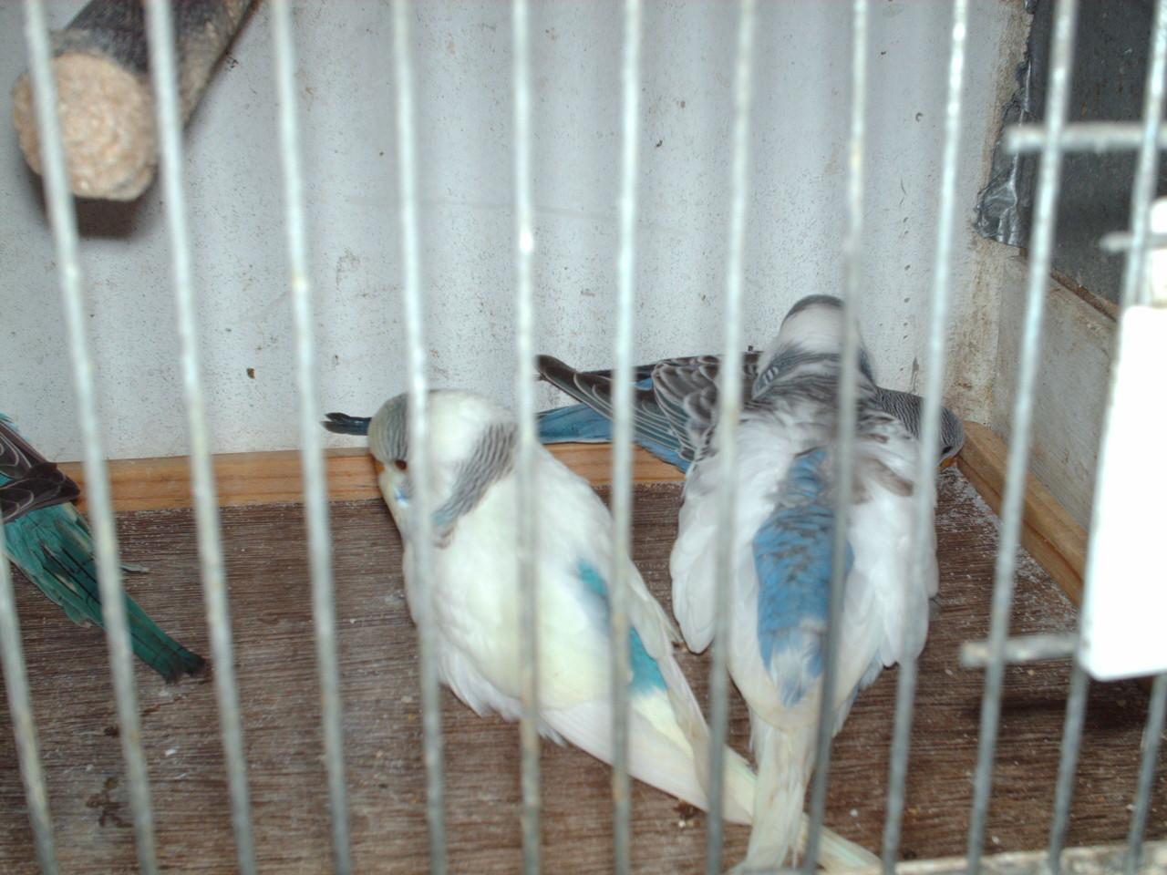 Te koop  : 5 Jonge grasparkieten.