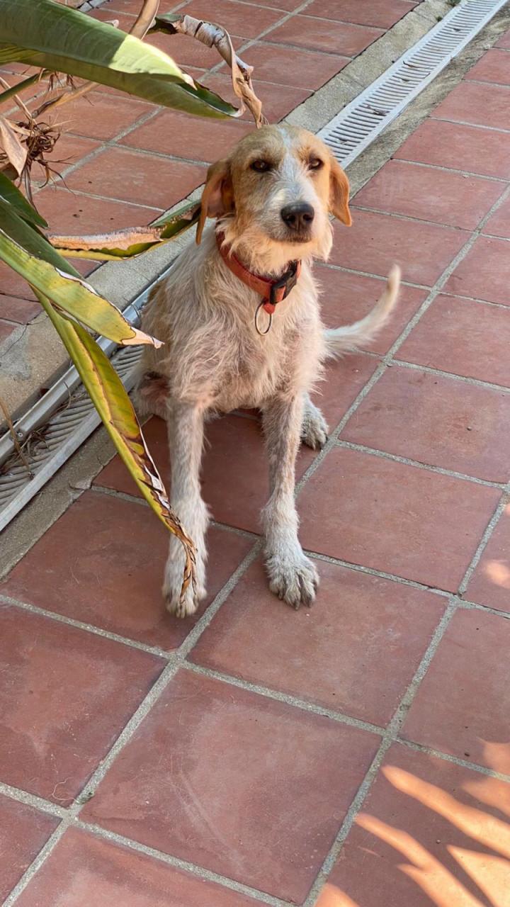 Alora Dog Rescue: Effie, wie geeft haar een thuis