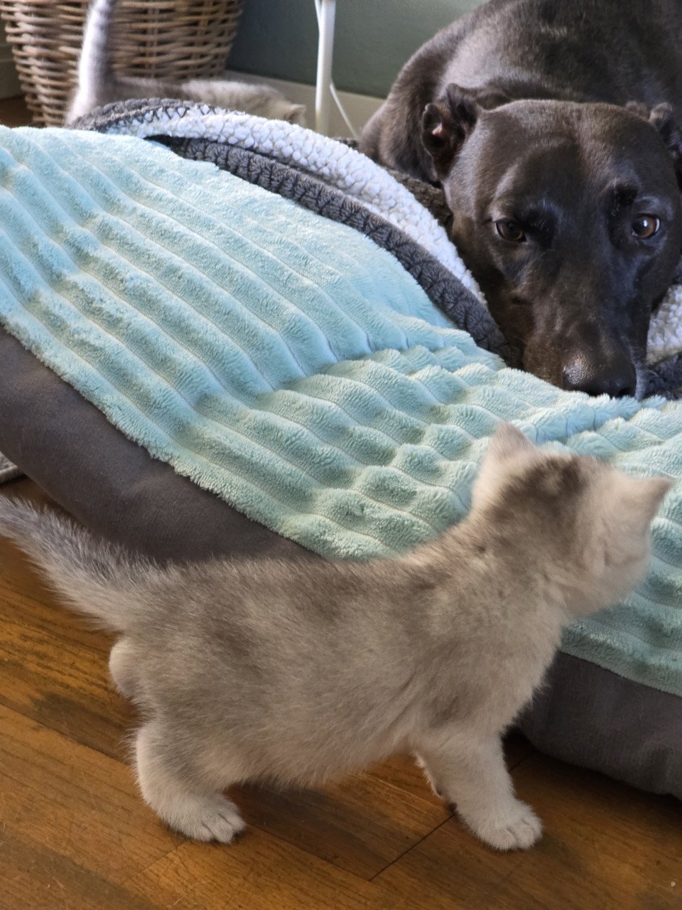 Brits korthaar silver tabby (Whiskas)