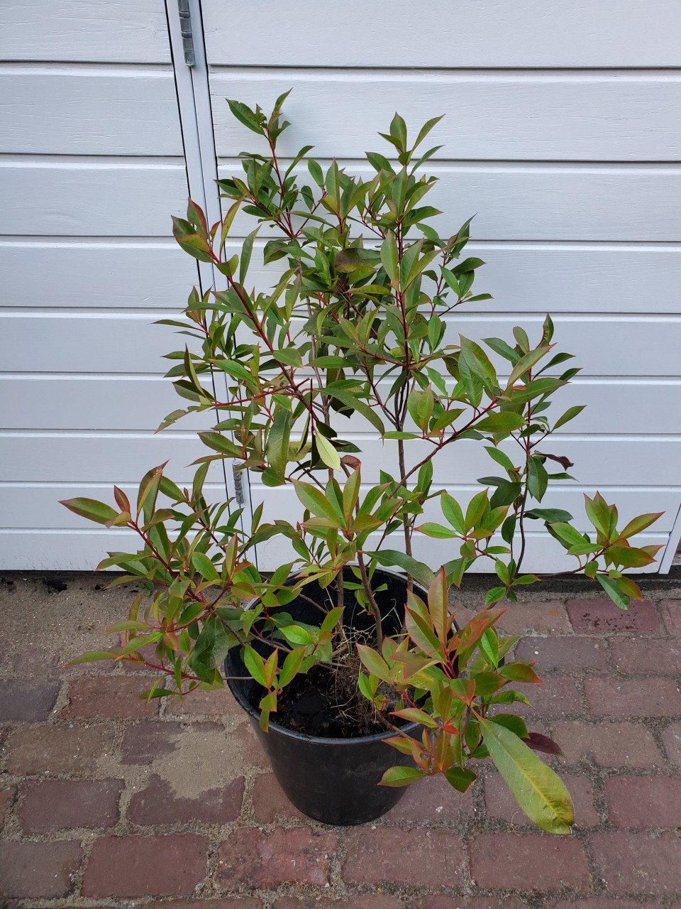 Bio planten