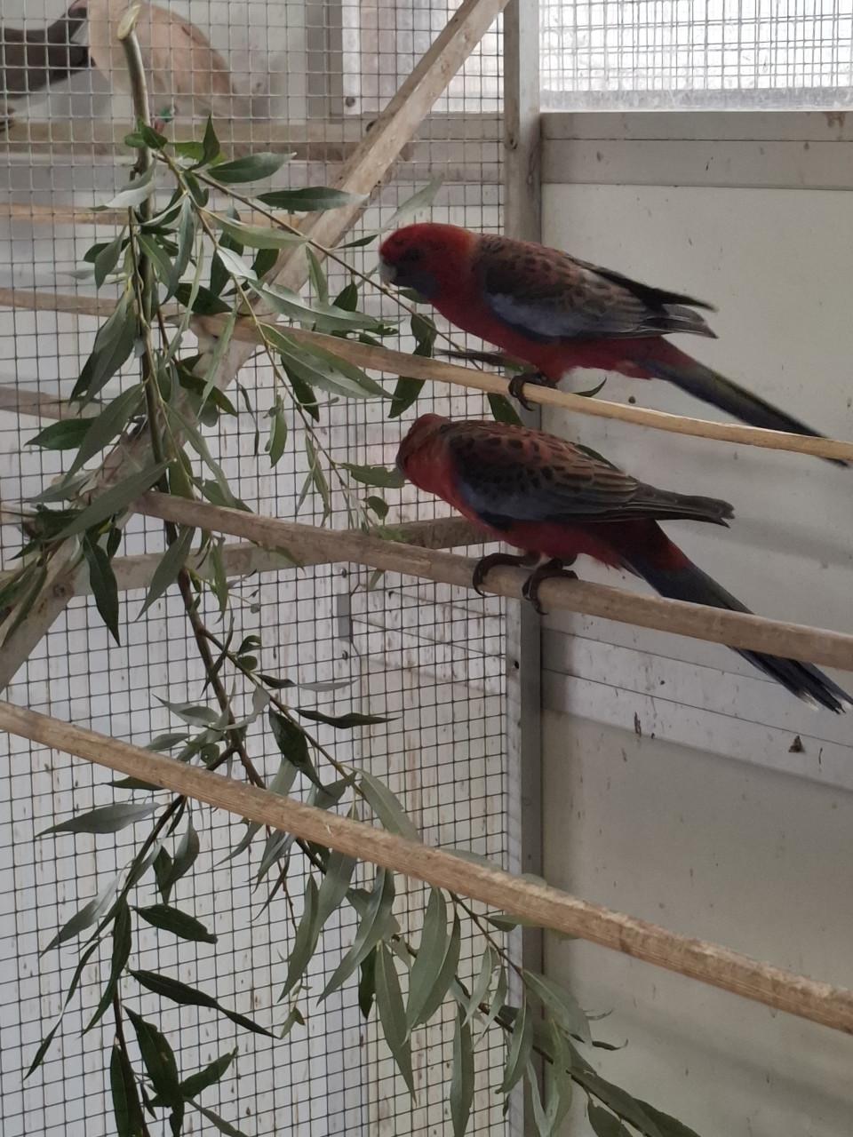 Jonge pennant rosella's