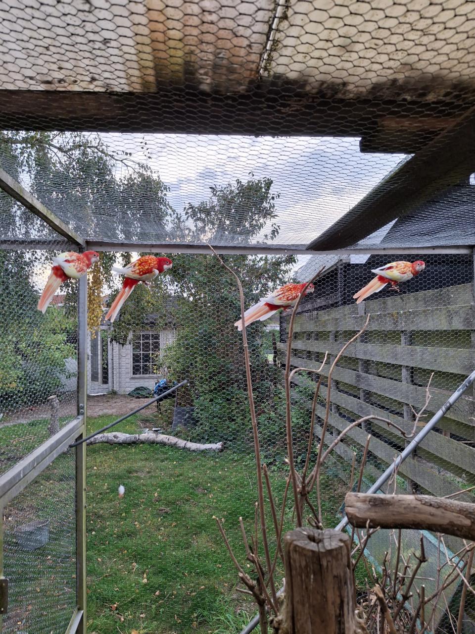 Rubino rosella man te koop