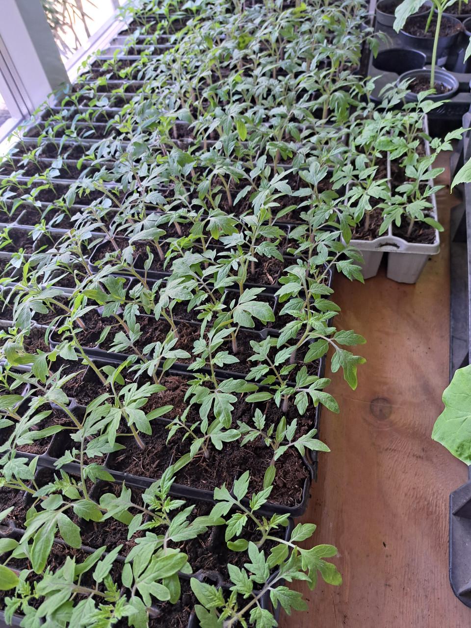 TOMATEN. PAPRIKA'S EN PEPER PLANTEN
