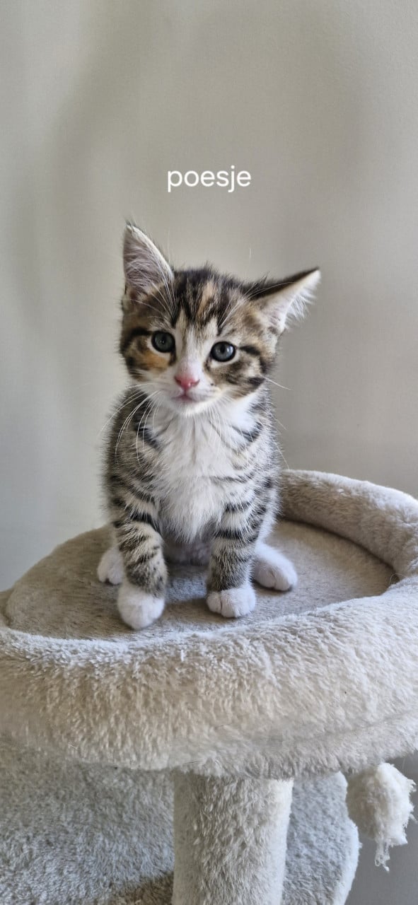 4 Kittens te koop.