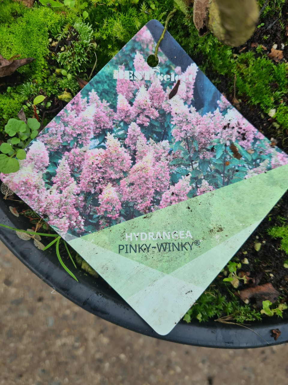 Pluimhortensia Pinky Winky