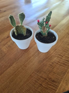Gratis cactus + potjes