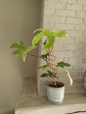 Kamerplant Philodendron Florida ghost plant