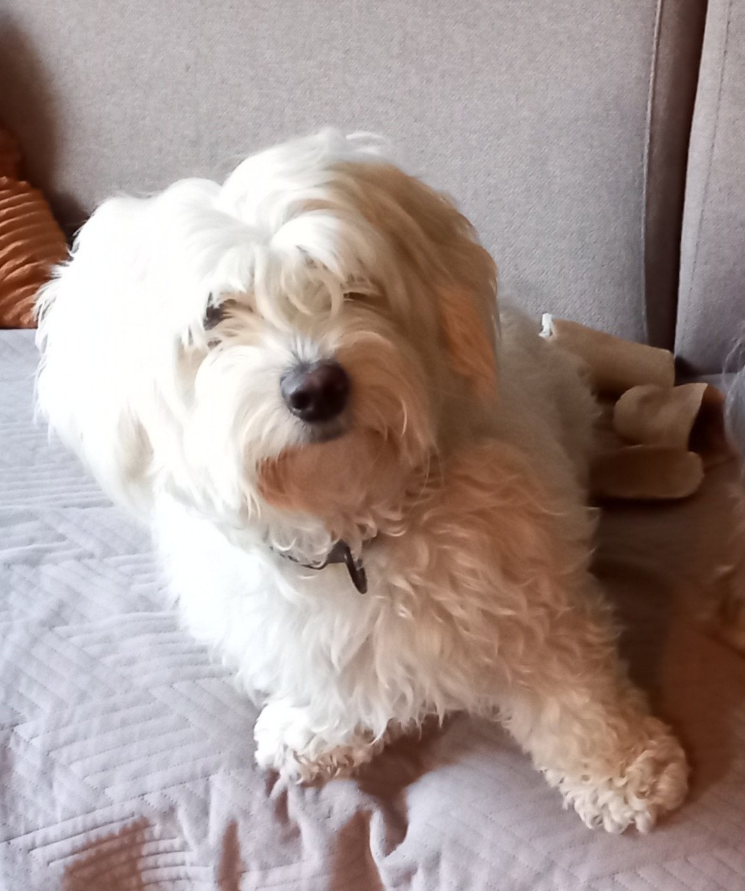 Maltipo pups