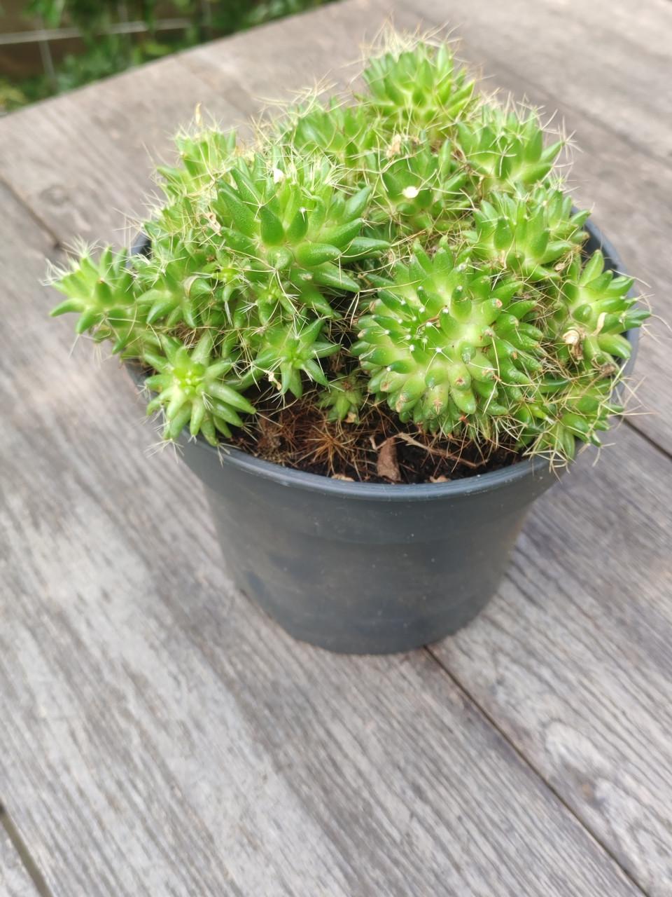 Mammillaria longimamma - vingercactus