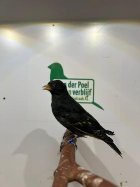 1-2 zwarte sijs
