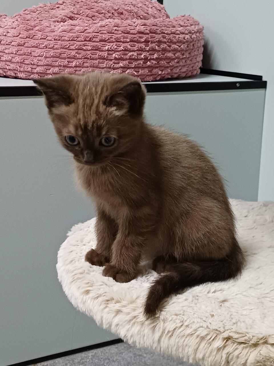 Prachtig getekend poesje Britse Korthaar x Ragdoll kitten