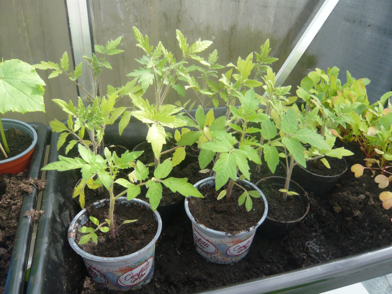 Tuinplanten tomaten