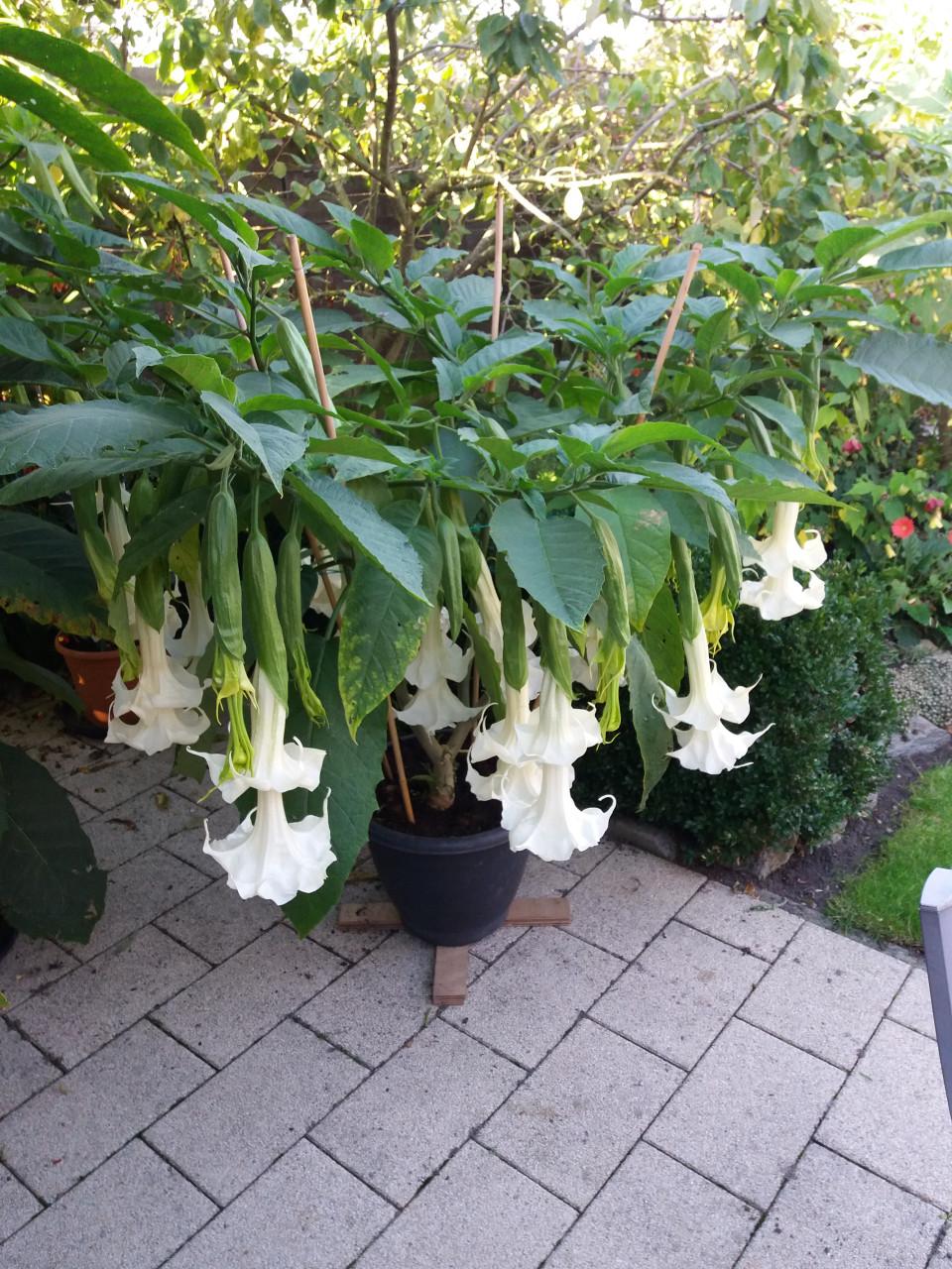 VERSCHILLENDE TUINPLANTEN