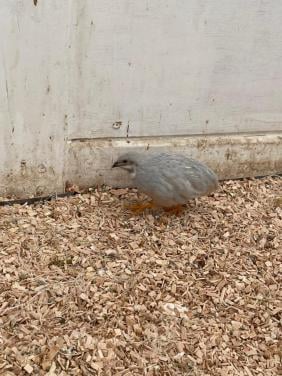 Jonge Dwerg kwartels