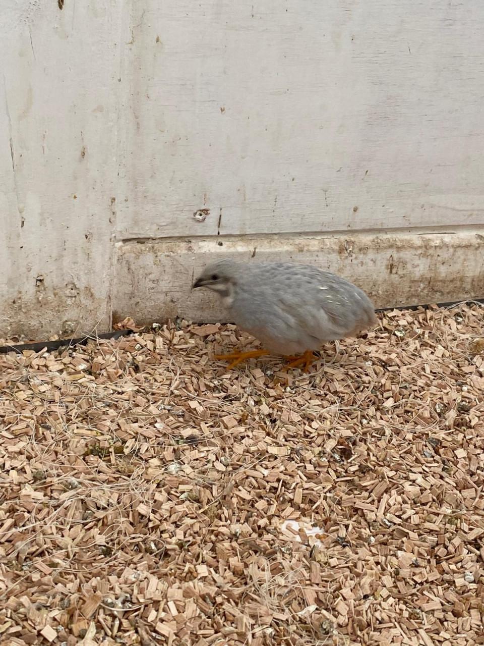 Jonge Dwerg kwartels