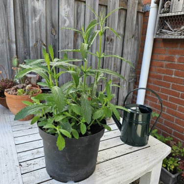 Verbena  bernagie  prikneus