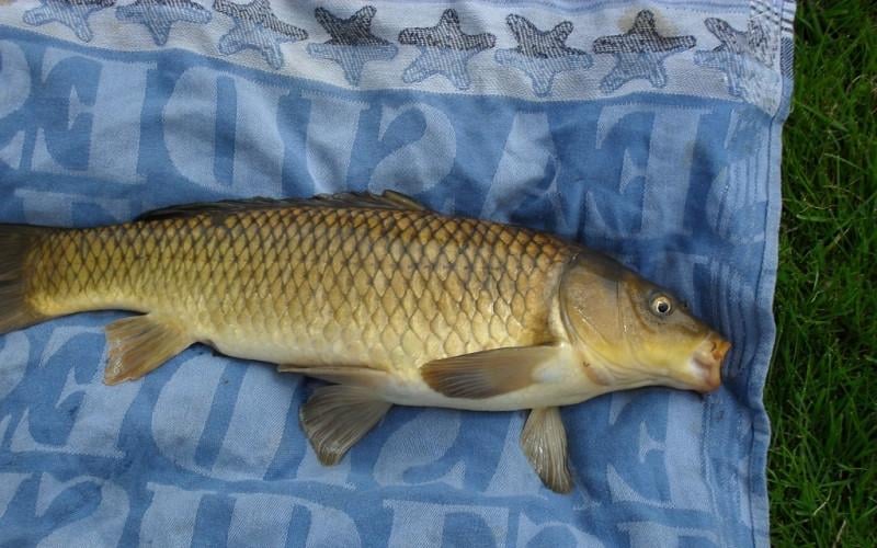 Voor een nieuwe visseizoen in 2026 voor maar€17,50 kom om je visvergunning