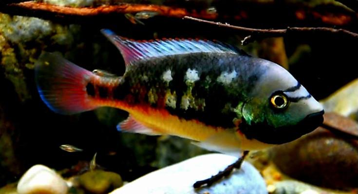 Aquariumvissen Tomocichla