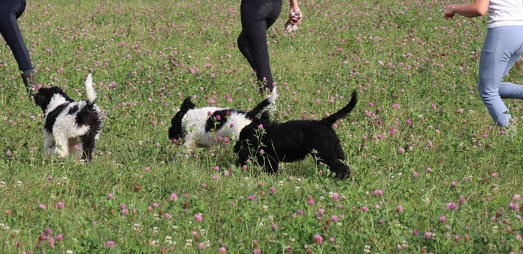 Doodle pups beschikbaar