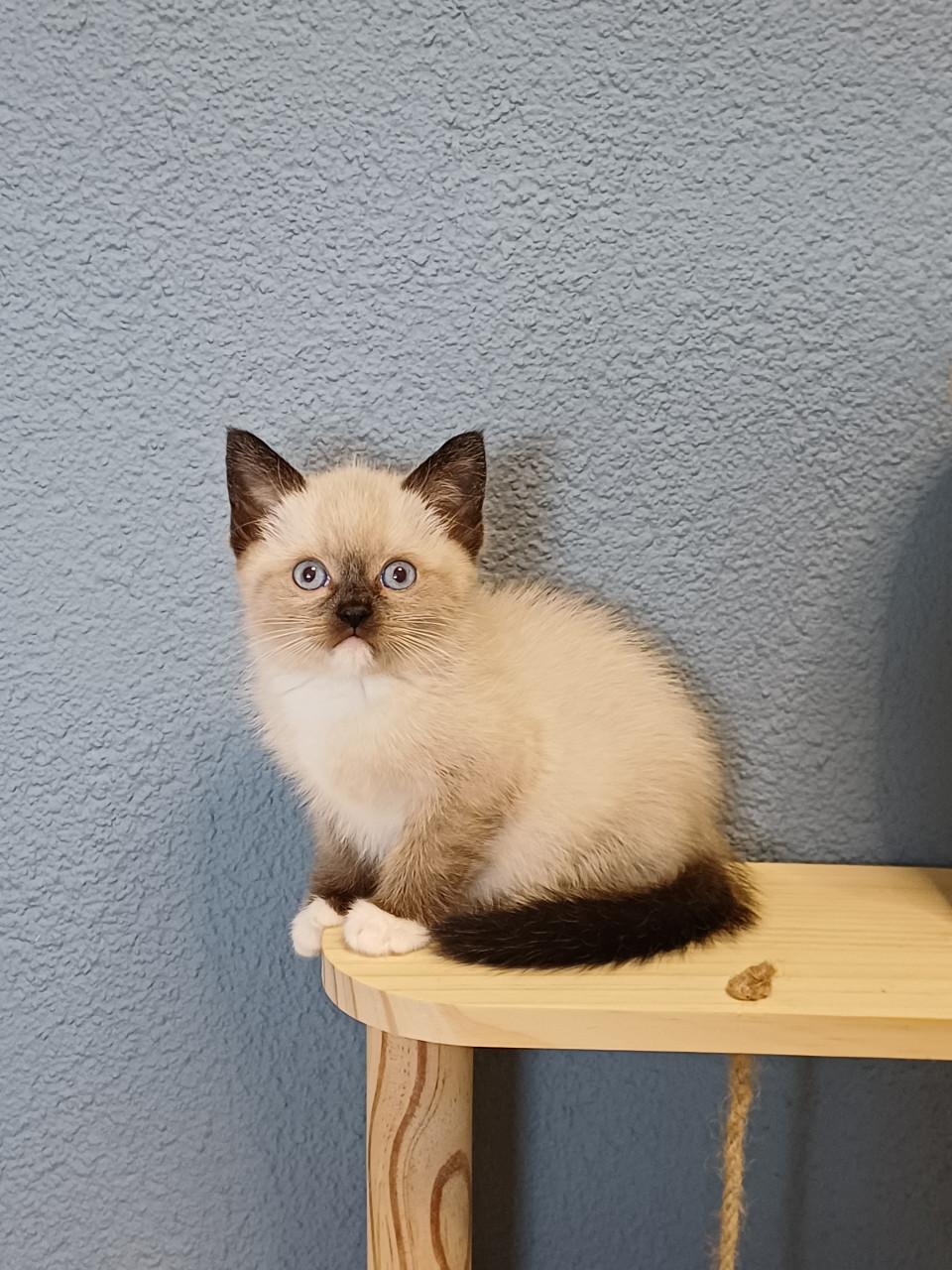 Prachtige Britse Korthaar x Ragdoll kittens beschikbaar.