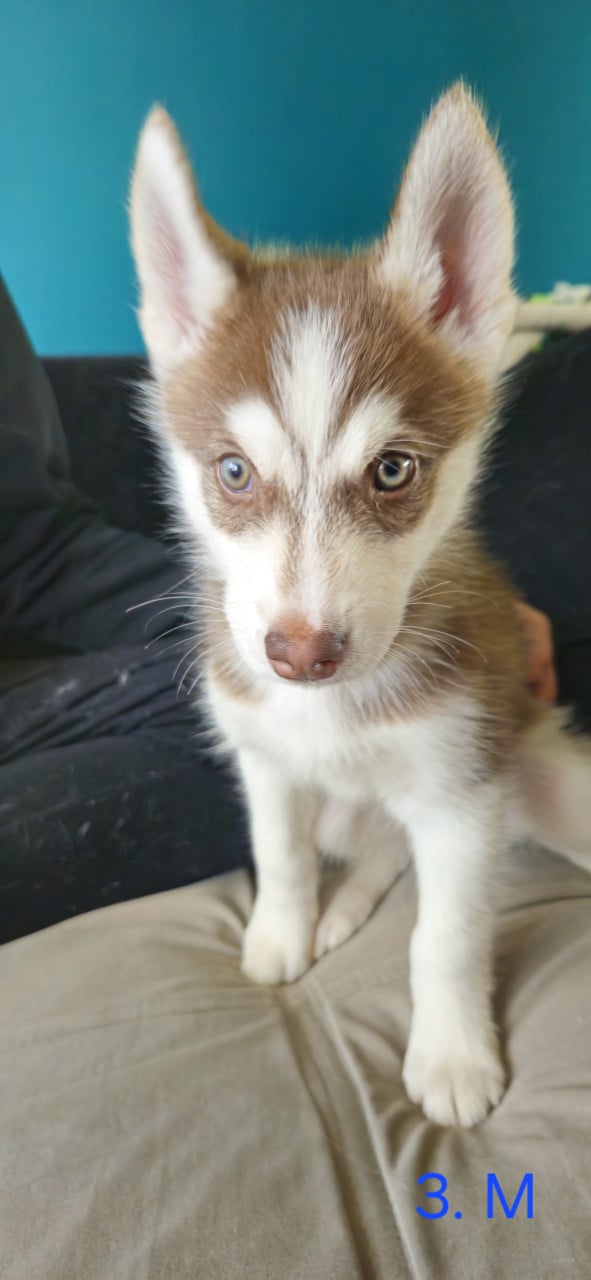 Prachtige husky-puppy's op zoek naar een permanent thuis