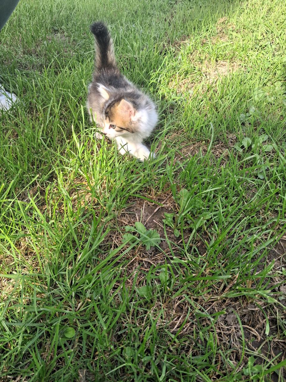 Kittens
