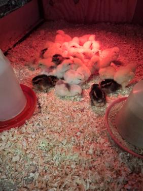 Eendagskuikens diverse kippenrassen