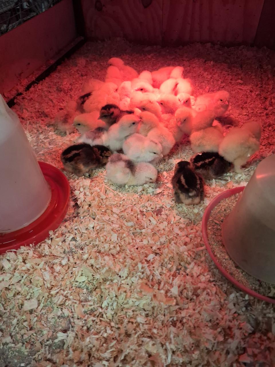 Eendagskuikens diverse kippenrassen